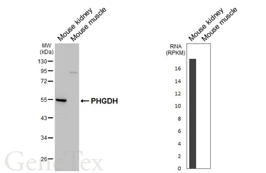 Anti-PHGDH antibody [HL6006] used in Western Blot (WB). GTX648080