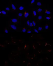 Anti-ETHE1 antibody used in Immunocytochemistry/ Immunofluorescence (ICC/IF). GTX64809