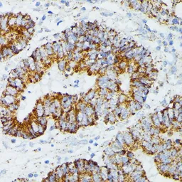 Anti-ETHE1 antibody used in IHC (Paraffin sections) (IHC-P). GTX64809