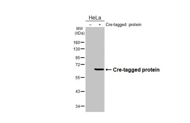 Anti-Cre recombinase antibody [HL6019] used in Western Blot (WB). GTX648093
