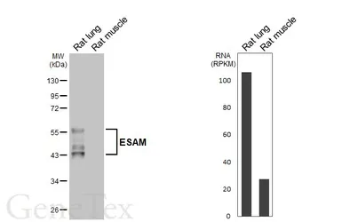 Anti-ESAM antibody [HL6024] used in Western Blot (WB). GTX648098