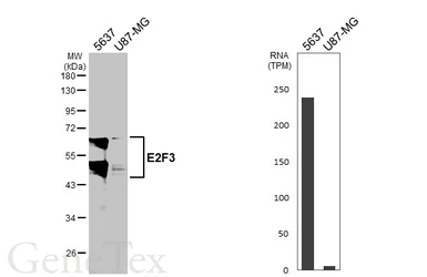 Anti-E2F3 antibody [HL6027] used in Western Blot (WB). GTX648101