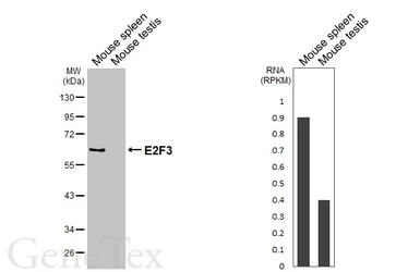 Anti-E2F3 antibody [HL6027] used in Western Blot (WB). GTX648101