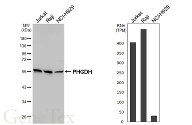 Anti-PHGDH antibody [HL6028] used in Western Blot (WB). GTX648102