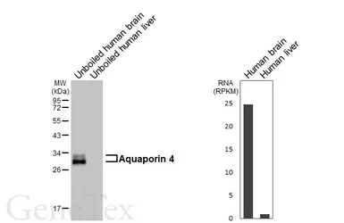 Anti-Aquaporin 4 antibody [HL6037] used in Western Blot (WB). GTX648111