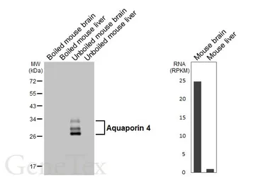 Anti-Aquaporin 4 antibody [HL6037] used in Western Blot (WB). GTX648111