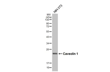 Anti-Caveolin 1 antibody [HL6038] used in Western Blot (WB). GTX648112