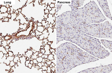 Anti-Caveolin 1 antibody [HL6039] used in IHC (Paraffin sections) (IHC-P). GTX648113