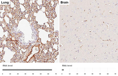 Anti-Caveolin 1 antibody [HL6039] used in IHC (Paraffin sections) (IHC-P). GTX648113