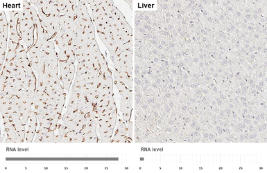 Anti-Caveolin 1 antibody [HL6039] used in IHC (Paraffin sections) (IHC-P). GTX648113