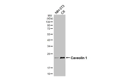 Anti-Caveolin 1 antibody [HL6039] used in Western Blot (WB). GTX648113