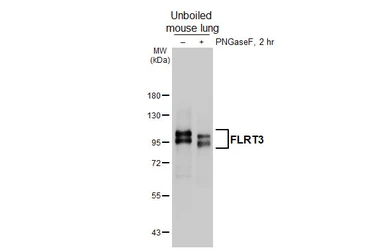 Anti-FLRT3 antibody [GT396] used in Western Blot (WB). GTX648115
