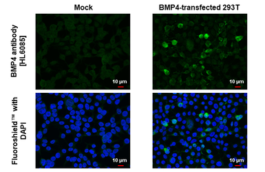 Anti-BMP4 antibody [HL6085] used in Immunocytochemistry/ Immunofluorescence (ICC/IF). GTX648170