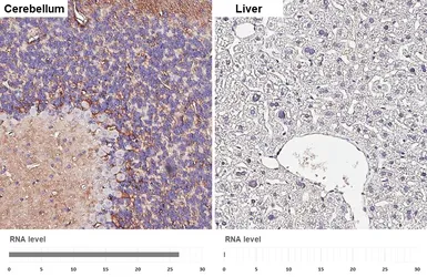 Anti-Aquaporin 4 antibody [HL6096] used in IHC (Paraffin sections) (IHC-P). GTX648181