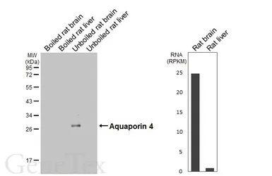 Anti-Aquaporin 4 antibody [HL6096] used in Western Blot (WB). GTX648181
