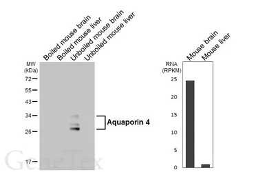 Anti-Aquaporin 4 antibody [HL6097] used in Western Blot (WB). GTX648182