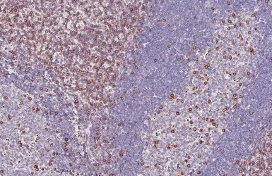 Anti-CD5 antibody [HL6108] used in IHC (Paraffin sections) (IHC-P). GTX648193