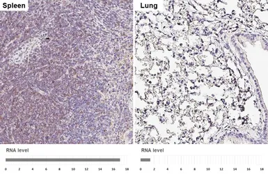 Anti-CD5 antibody [HL6108] used in IHC (Paraffin sections) (IHC-P). GTX648193