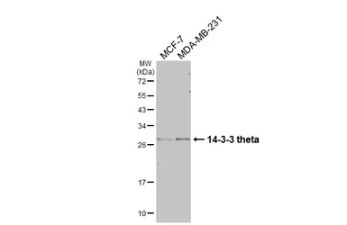 Anti-14-3-3 theta antibody [HL6109] used in Western Blot (WB). GTX648194