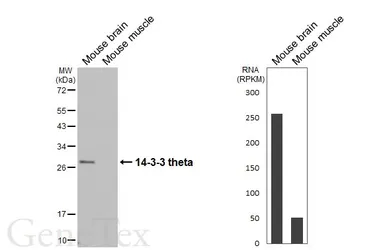 Anti-14-3-3 theta antibody [HL6109] used in Western Blot (WB). GTX648194