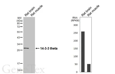 Anti-14-3-3 theta antibody [HL6109] used in Western Blot (WB). GTX648194