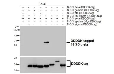 Anti-14-3-3 theta antibody [HL6109] used in Western Blot (WB). GTX648194