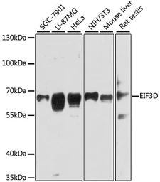 Anti-EIF3D antibody used in Western Blot (WB). GTX64820