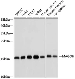 Anti-MAGOH antibody used in Western Blot (WB). GTX64825