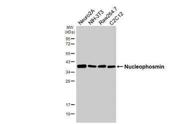 Anti-Nucleophosmin antibody [HL6169] used in Western Blot (WB). GTX648256