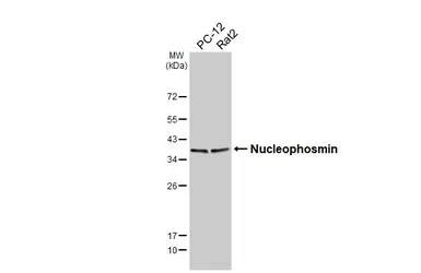 Anti-Nucleophosmin antibody [HL6169] used in Western Blot (WB). GTX648256