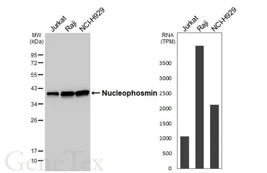 Anti-Nucleophosmin antibody [HL6169] used in Western Blot (WB). GTX648256
