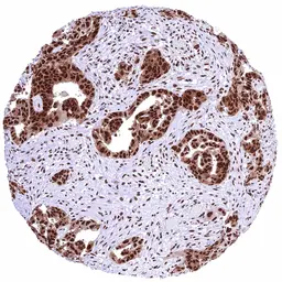 Anti-PUF60 antibody [HMV4728] HistoMAX&trade; used in IHC (Paraffin sections) (IHC-P). GTX648265