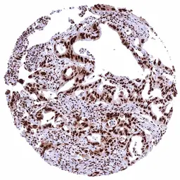 Anti-PUF60 antibody [HMV4728] HistoMAX&trade; used in IHC (Paraffin sections) (IHC-P). GTX648265