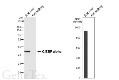 Anti-C/EBP alpha antibody [HL6175] used in Western Blot (WB). GTX648267