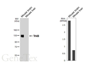 Anti-TrkB antibody [HL6182] used in Western Blot (WB). GTX648274