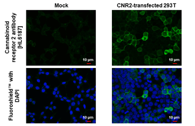 Anti-Cannabinoid receptor 2 antibody [HL6187] used in Immunocytochemistry/ Immunofluorescence (ICC/IF). GTX648279
