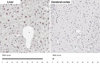 Anti-Retinoid X Receptor alpha antibody [HL6191] used in IHC (Paraffin sections) (IHC-P). GTX648283