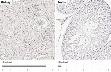 Anti-Retinoid X Receptor alpha antibody [HL6191] used in IHC (Paraffin sections) (IHC-P). GTX648283