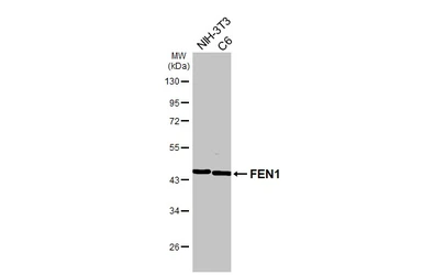 Anti-FEN1 antibody [HL6225] used in Western Blot (WB). GTX648317