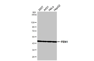 Anti-FEN1 antibody [HL6226] used in Western Blot (WB). GTX648318