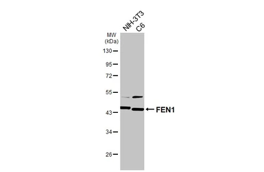 Anti-FEN1 antibody [HL6226] used in Western Blot (WB). GTX648318