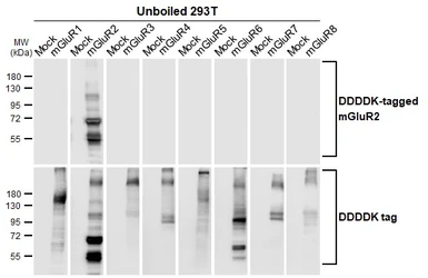 Anti-mGluR2 antibody [HL6234] used in Western Blot (WB). GTX648326