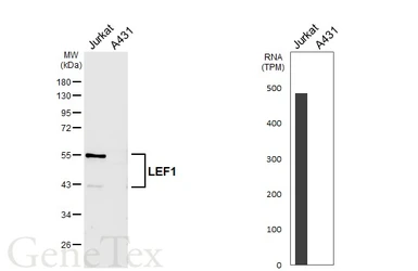 Anti-LEF1 antibody [HL6247] used in Western Blot (WB). GTX648339