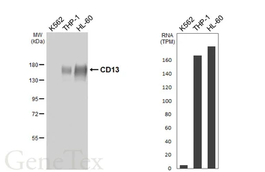 Anti-CD13 antibody [HL6252] used in Western Blot (WB). GTX648344