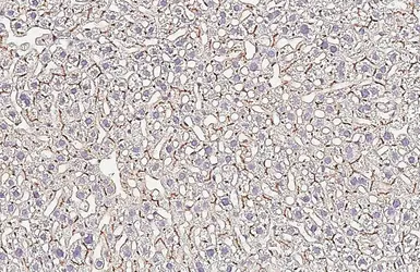 Anti-CD13 antibody [HL6252] used in IHC (Paraffin sections) (IHC-P). GTX648344