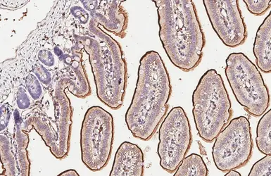 Anti-CD13 antibody [HL6252] used in IHC (Paraffin sections) (IHC-P). GTX648344