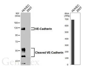 Anti-VE-Cadherin antibody [HL6262] used in Western Blot (WB). GTX648354