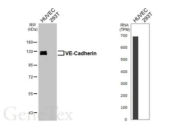 Anti-VE-Cadherin antibody [HL6263] used in Western Blot (WB). GTX648355