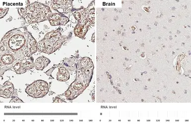 Anti-Caveolin 1 antibody [HL6264] used in IHC (Paraffin sections) (IHC-P). GTX648356