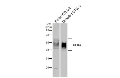 Anti-CD47 antibody [HL6267] used in Western Blot (WB). GTX648359